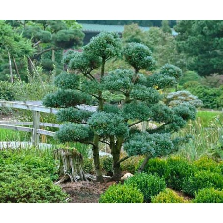 Pin Blanc Du Japon Pinus Parviflora