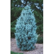 Cupressus Arizonica - 10 graines