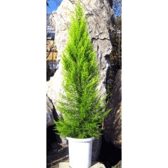 Cupressus Macrocarpa - 10 graines