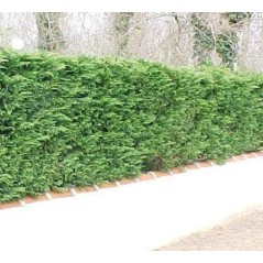 Cupressus Sempervirens Horizontalis - 10 graines