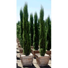 Cupressus Sempervirens Pyramidalis - 10 graines 