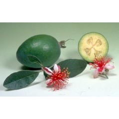 Feijoa Sellowiana - 10 graines