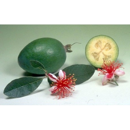 Feijoa Sellowiana - 10 graines