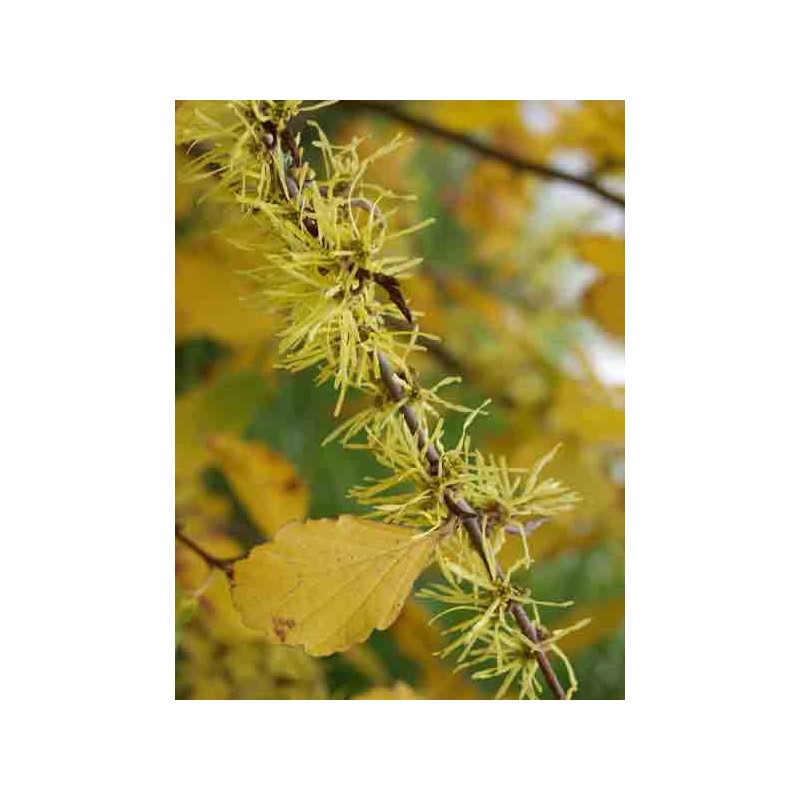 HAMAMELIS virginiana - Noisetier de sorcière - pépinières Lepage Bretagne  Bord de mer