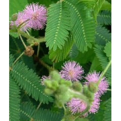 Mimosa Pudica - 10 graines 