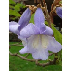 Paulownia Tomentosa - 10 graines