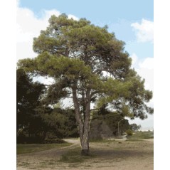 Pinus Brutia - 10 graines 