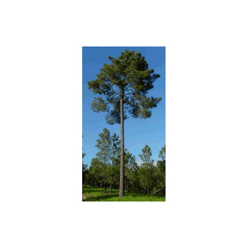 Pin Maritime Ou Des Landes Pinus Pinaster