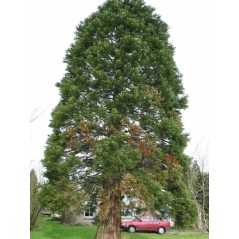 Sequoïa Giganteum - 10 graines