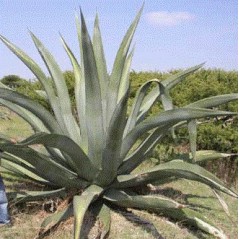 Agave Atrovirens var. Mirabilis - 10 graines