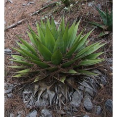 Agave Gracilipes - 10 graines