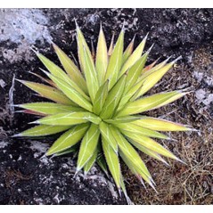 Agave Impressa - 10 graines