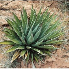 Agave Utahensis ssp Kaibabensis 