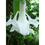 Brugmansia Arborea - 10 graines 