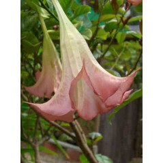 Brugmansia Suaveolens Pink - 10 graines