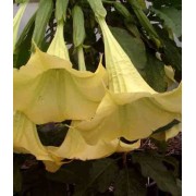 Brugmansia Yellow - 10 graines