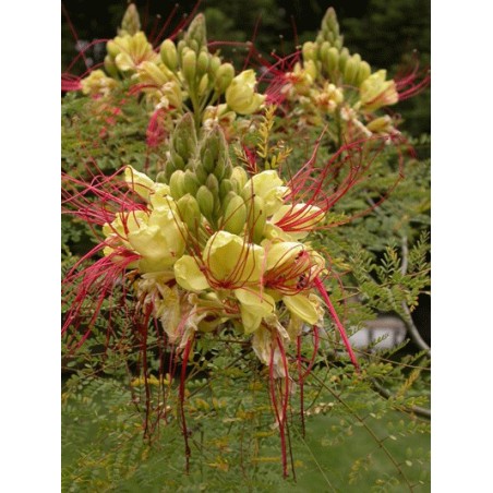 Caesalpinia Gilliesii - 10 graines