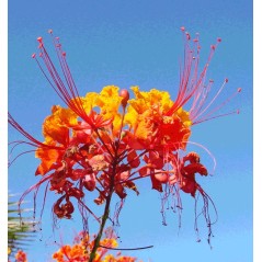 Caesalpinia Pulcherrima - 10 graines