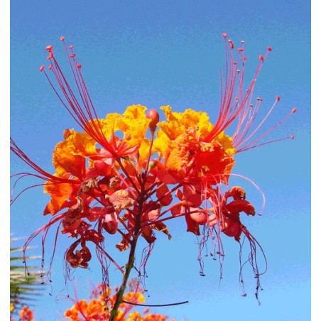 Caesalpinia Pulcherrima - 10 graines