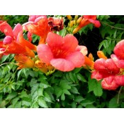 Campsis Radicans - 10 graines