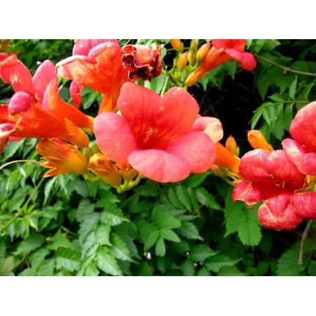 Campsis Radicans - 10 graines