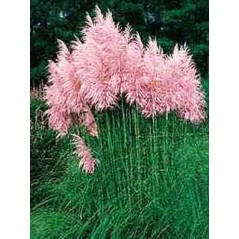 Cortaderia Selloana Pink - 10 graines