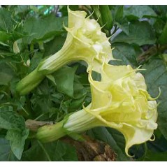 Datura Double Yellow - 10 graines