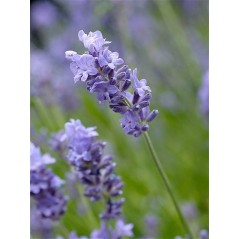 Lavandula Officinalis - 10 graines