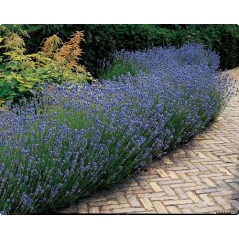 Lavandula Officinalis - 10 graines 