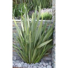 Phormium Tenax - 10 graines 