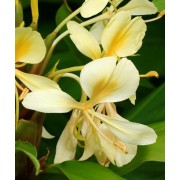 Hedychium Coronarium var. Flavescens - 10 graines