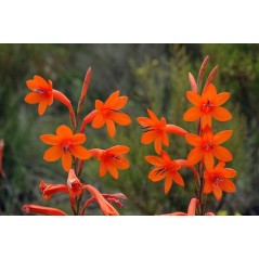 Watsonia Pillansii - 10 graines