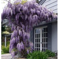 Wisteria Floribunda