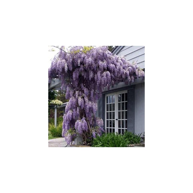 Glycine du Japon floribunda - Achat direct au producteur