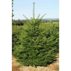 Abies Grandis - 10 graines