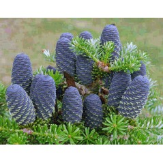 Abies Koreana - 10 graines