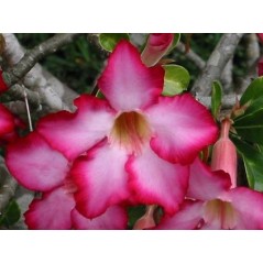 Adenium Obesum - 10 graines