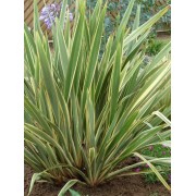 Phormium Tenax Variegatum