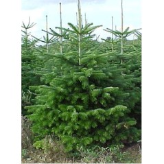 Abies Nordmanniana - 10 graines