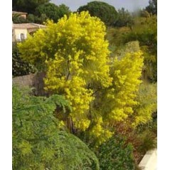 Acacia Adunca - 10 graines