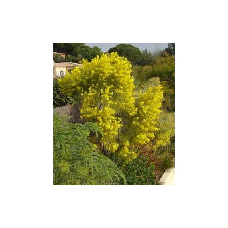 Acacia Adunca - 10 graines