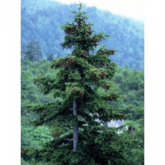 Picea Asperata - 10 graines