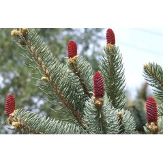 Picea Asperata - 10 graines