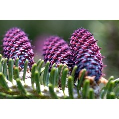 Abies Balsamea  - 10 graines