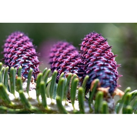 Abies Balsamea  - 10 graines