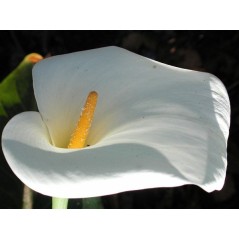 Zantedeschia aethiopica - Arum blanc