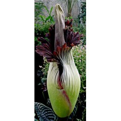 Amorphophallus Titanum - 10 graines