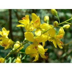 Bois de Sappan - Sappanwood - Caesalpinia Sappan