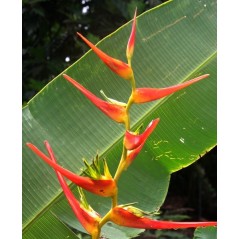 Heliconia Lapistatha