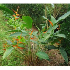 Heliconia Latispatha - 10 graines